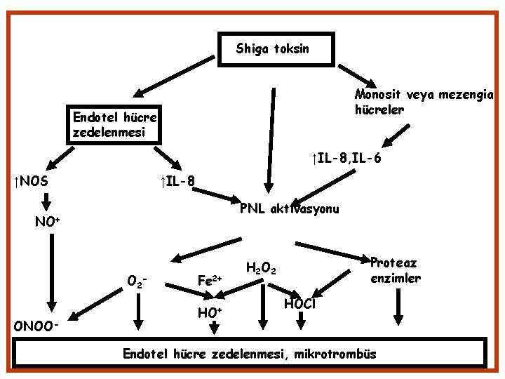 Shiga toksin Monosit veya mezengial hücreler Endotel hücre zedelenmesi ↑IL-8, IL-6 ↑NOS ↑IL-8 PNL