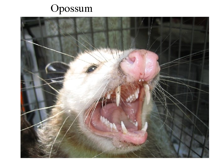 Opossum 