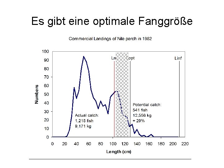 Es gibt eine optimale Fanggröße 