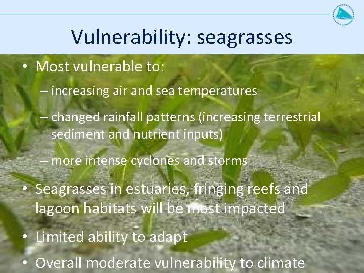 Vulnerability: seagrasses • Most vulnerable to: – increasing air and sea temperatures – changed