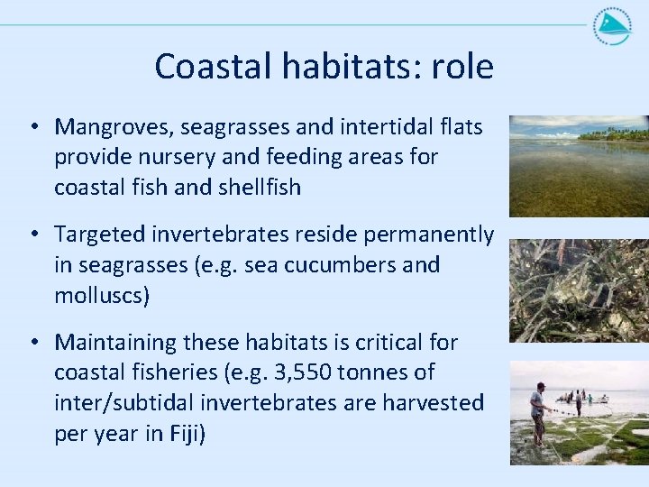 Coastal habitats: role • Mangroves, seagrasses and intertidal flats provide nursery and feeding areas