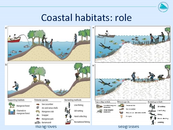 Coastal habitats: role mangroves seagrasses 