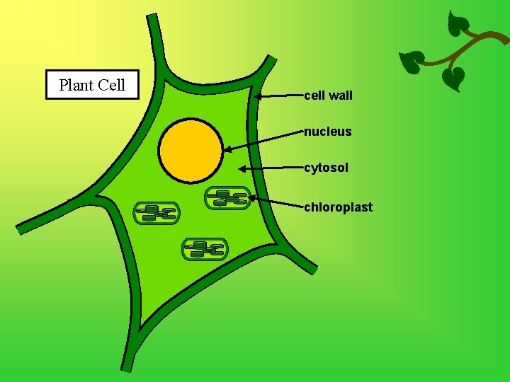 Plant Cell cell wall nucleus cytosol chloroplast 