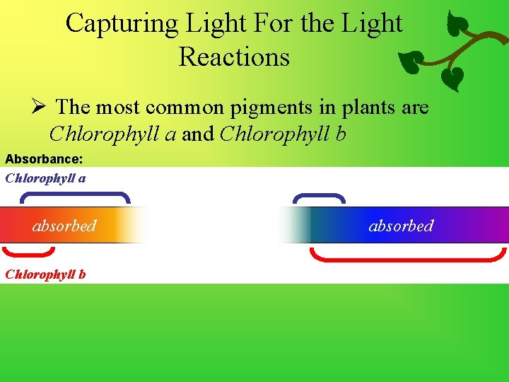 Capturing Light For the Light Reactions Ø The most common pigments in plants are