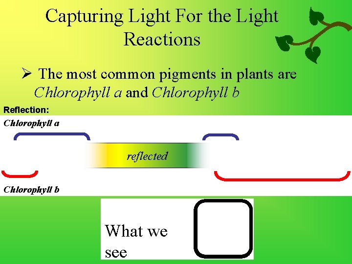 Capturing Light For the Light Reactions Ø The most common pigments in plants are