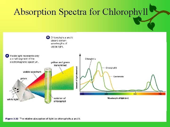 Absorption Spectra for Chlorophyll 