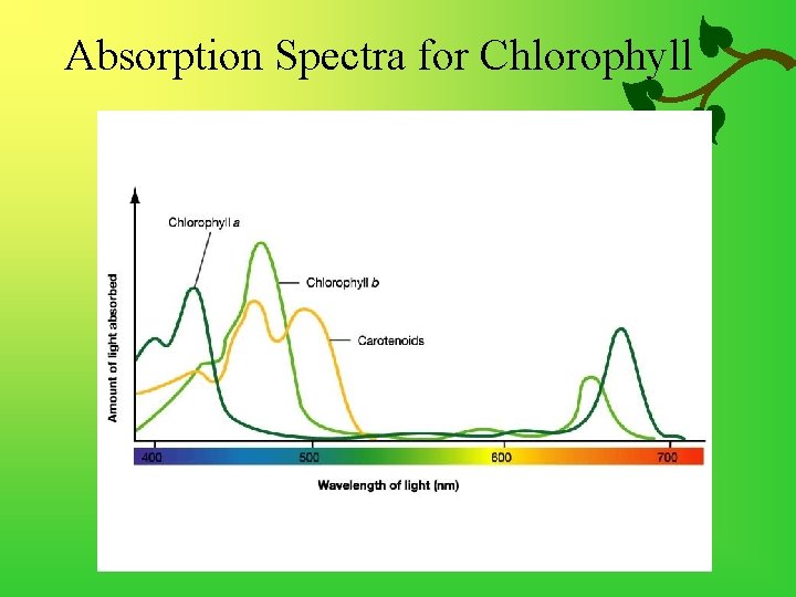 Absorption Spectra for Chlorophyll 