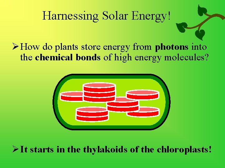 Harnessing Solar Energy! Ø How do plants store energy from photons into the chemical