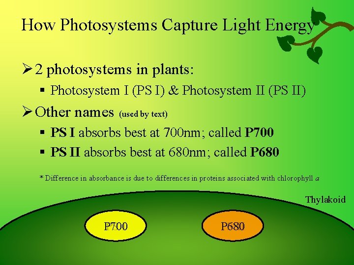 How Photosystems Capture Light Energy Ø 2 photosystems in plants: § Photosystem I (PS