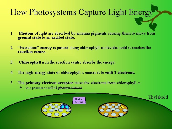 How Photosystems Capture Light Energy 1. Photons of light are absorbed by antenna pigments