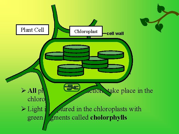 Plant Cell Chloroplast cell wall nucleus cytosol chloroplast Ø All photosynthetic reactions take place