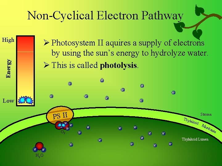 Non-Cyclical Electron Pathway High Energy Ø Photosystem II aquires a supply of electrons by