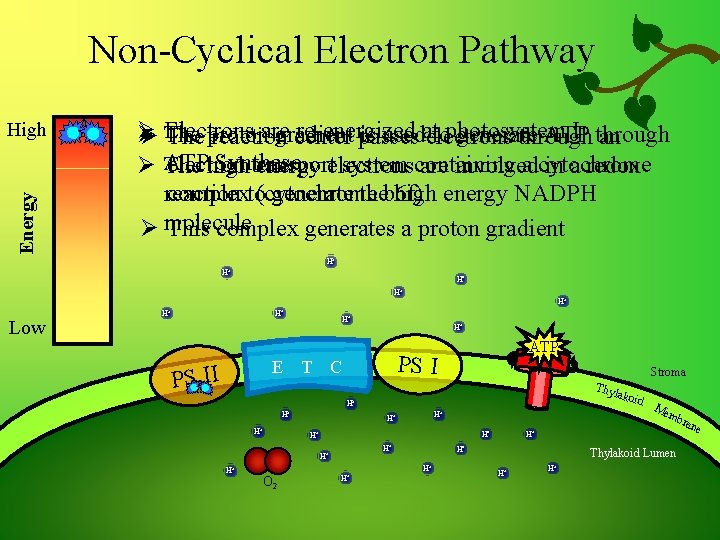 Non-Cyclical Electron Pathway Energy High Ø Electrons are re-energized I through gradient is usedat