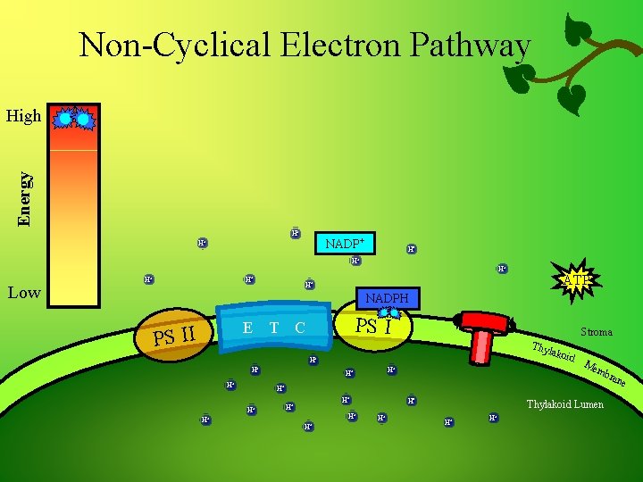 Non-Cyclical Electron Pathway Energy High H+ NADP+ H+ H+ Low H+ H+ H+ ATP