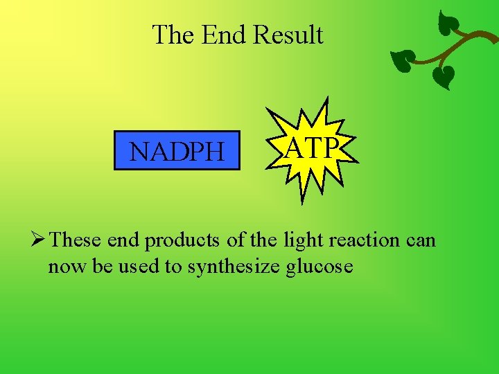 The End Result NADPH ATP Ø These end products of the light reaction can