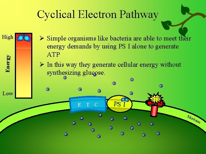 Cyclical Electron Pathway Energy High Ø Simple organisms like bacteria are able to meet