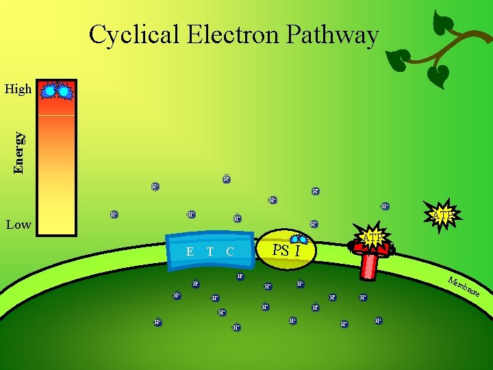 Cyclical Electron Pathway Energy High H+ H+ H+ Low H+ H+ E H+ T