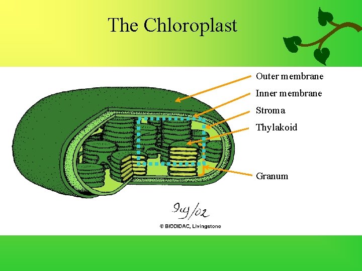 The Chloroplast Outer membrane Inner membrane Stroma Thylakoid Granum 