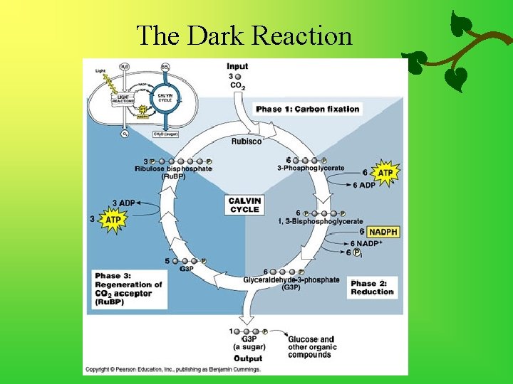 The Dark Reaction 