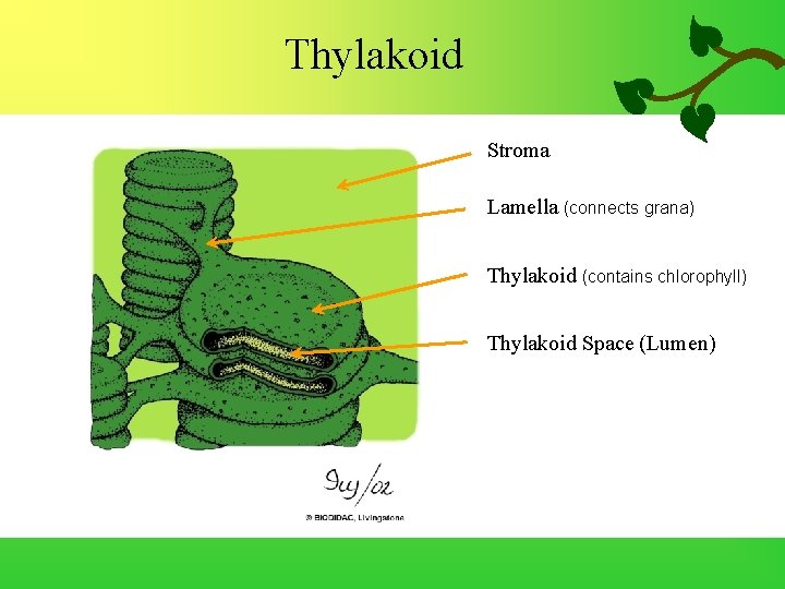 Thylakoid Stroma Lamella (connects grana) Thylakoid (contains chlorophyll) Thylakoid Space (Lumen) 
