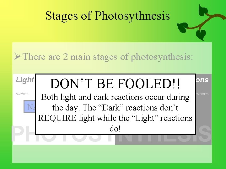 Stages of Photosythnesis Ø There are 2 main stages of photosynthesis: Light Reactions Dark