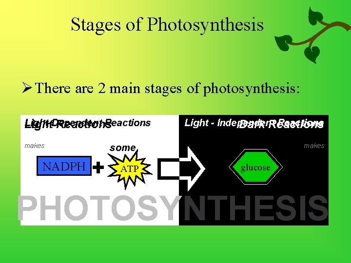 Stages of Photosynthesis Ø There are 2 main stages of photosynthesis: Light-Dependent Reactions Light