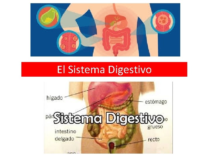 El Sistema Digestivo 