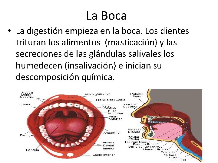 La Boca • La digestión empieza en la boca. Los dientes trituran los alimentos