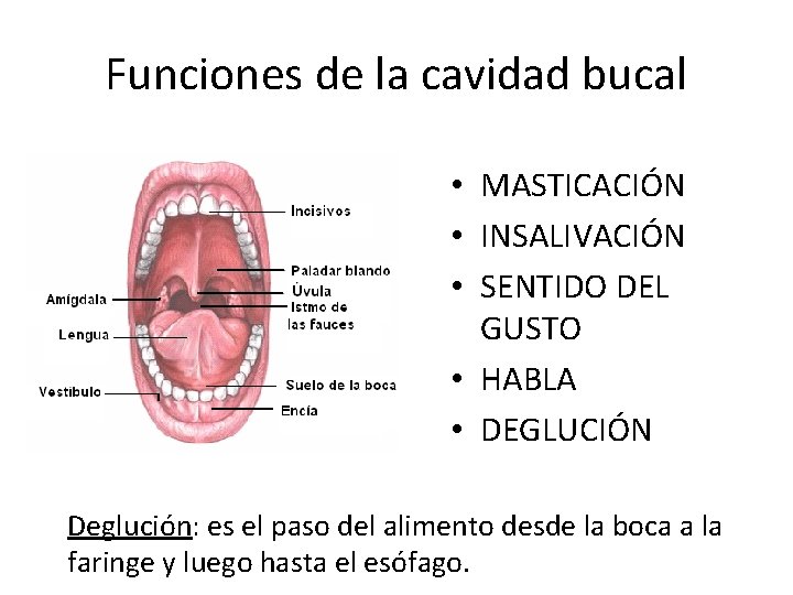 Funciones de la cavidad bucal • MASTICACIÓN • INSALIVACIÓN • SENTIDO DEL GUSTO •