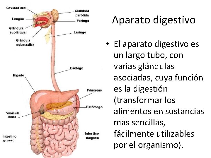 Aparato digestivo • El aparato digestivo es un largo tubo, con varias glándulas asociadas,