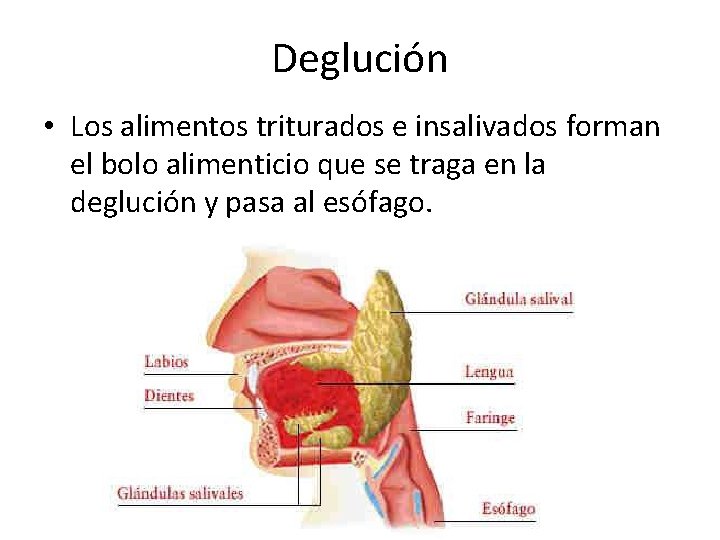 Deglución • Los alimentos triturados e insalivados forman el bolo alimenticio que se traga