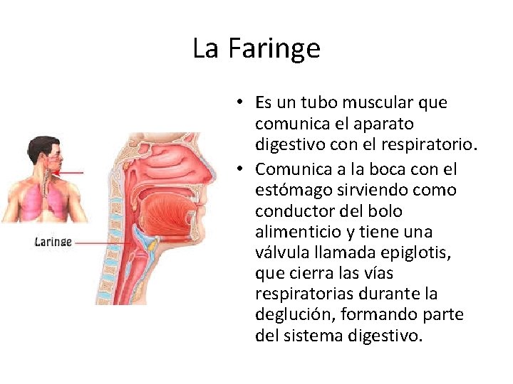 La Faringe • Es un tubo muscular que comunica el aparato digestivo con el