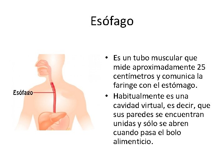 Esófago • Es un tubo muscular que mide aproximadamente 25 centímetros y comunica la