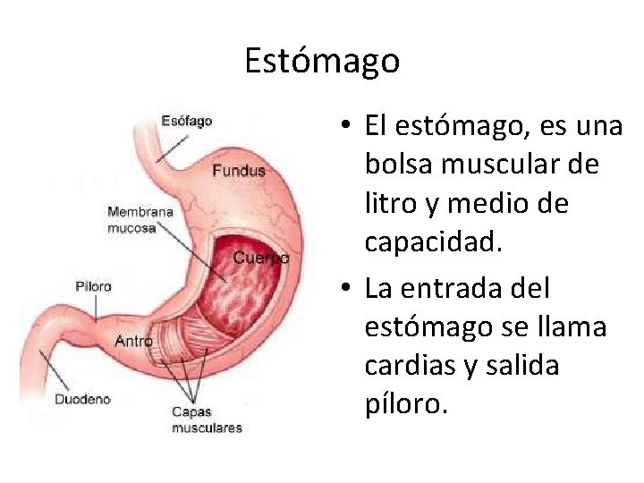 Estómago • El estómago, es una bolsa muscular de litro y medio de capacidad.