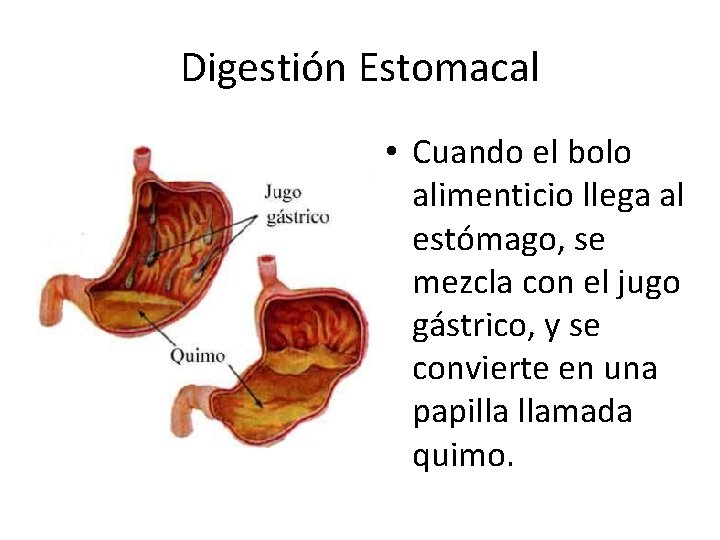 Digestión Estomacal • Cuando el bolo alimenticio llega al estómago, se mezcla con el