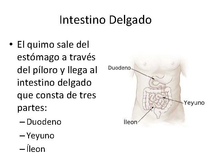 Intestino Delgado • El quimo sale del estómago a través del píloro y llega