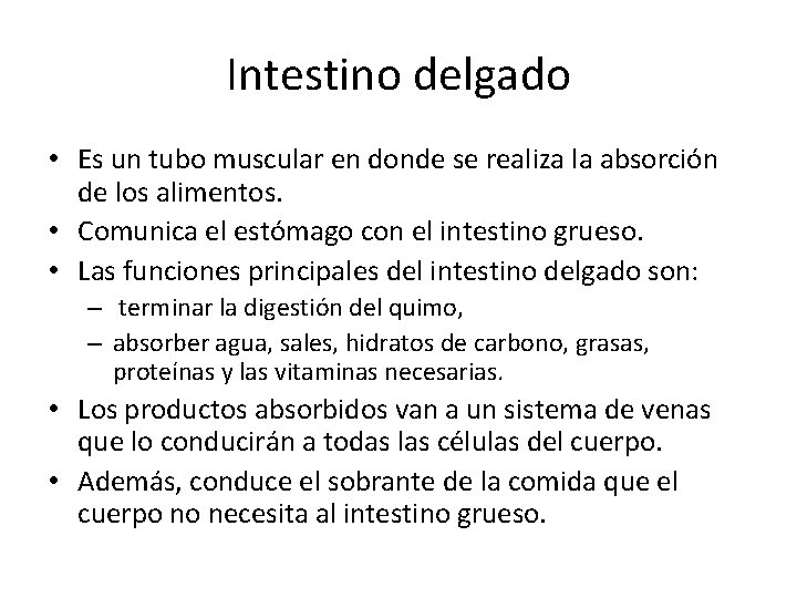 Intestino delgado • Es un tubo muscular en donde se realiza la absorción de