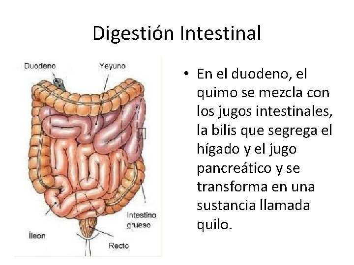 Digestión Intestinal • En el duodeno, el quimo se mezcla con los jugos intestinales,