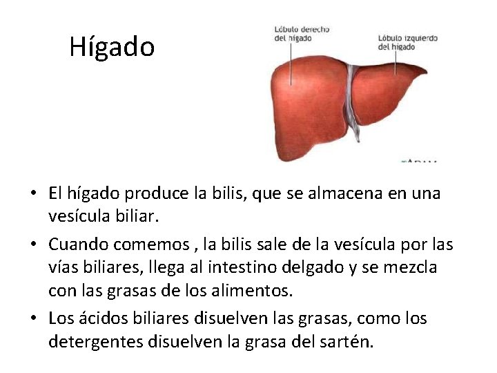 Hígado • El hígado produce la bilis, que se almacena en una vesícula biliar.