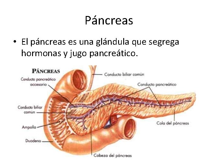 Páncreas • El páncreas es una glándula que segrega hormonas y jugo pancreático. 