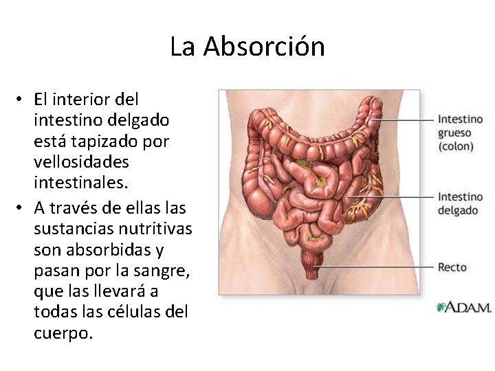 La Absorción • El interior del intestino delgado está tapizado por vellosidades intestinales. •
