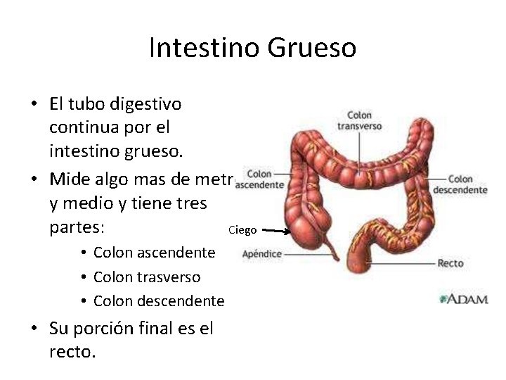 Intestino Grueso • El tubo digestivo continua por el intestino grueso. • Mide algo