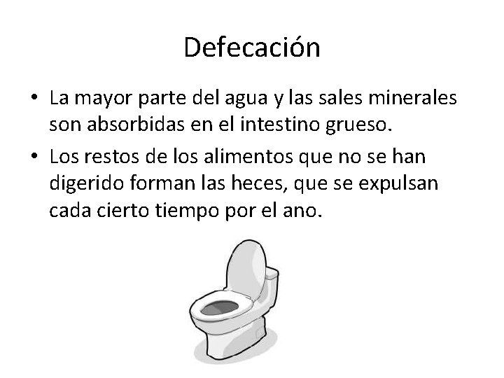 Defecación • La mayor parte del agua y las sales minerales son absorbidas en