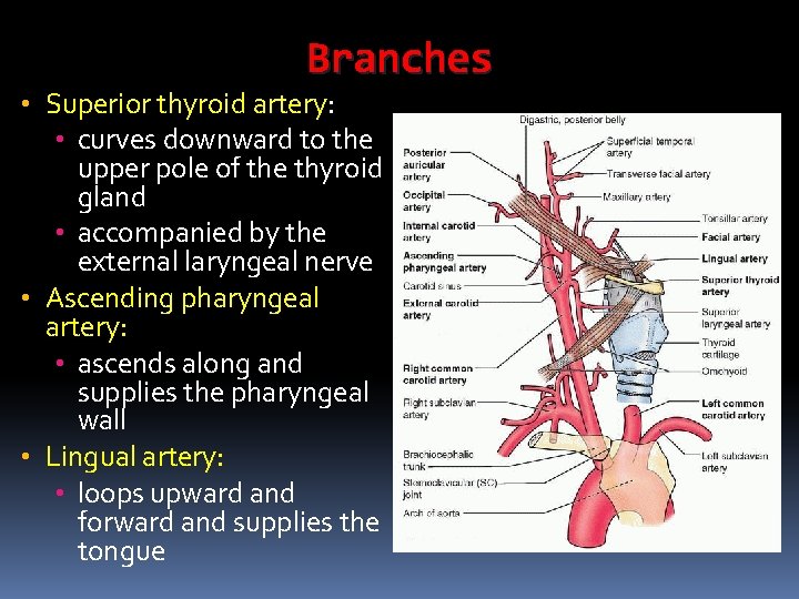 Branches • Superior thyroid artery: • curves downward to the upper pole of the