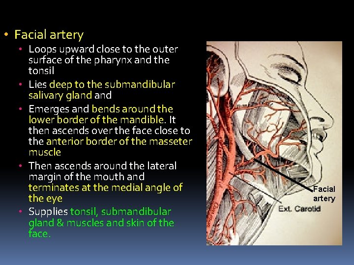  • Facial artery • Loops upward close to the outer • • surface