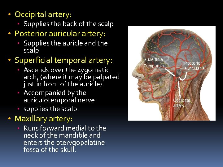  • Occipital artery: • Supplies the back of the scalp • Posterior auricular