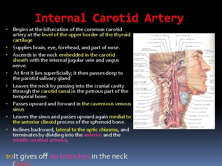 Internal Carotid Artery • Begins at the bifurcation of the common carotid artery at