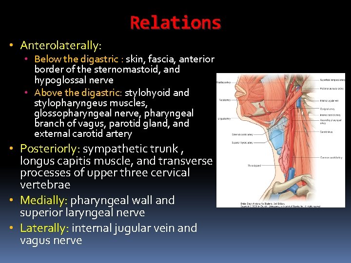 Relations • Anterolaterally: • Below the digastric : skin, fascia, anterior border of the