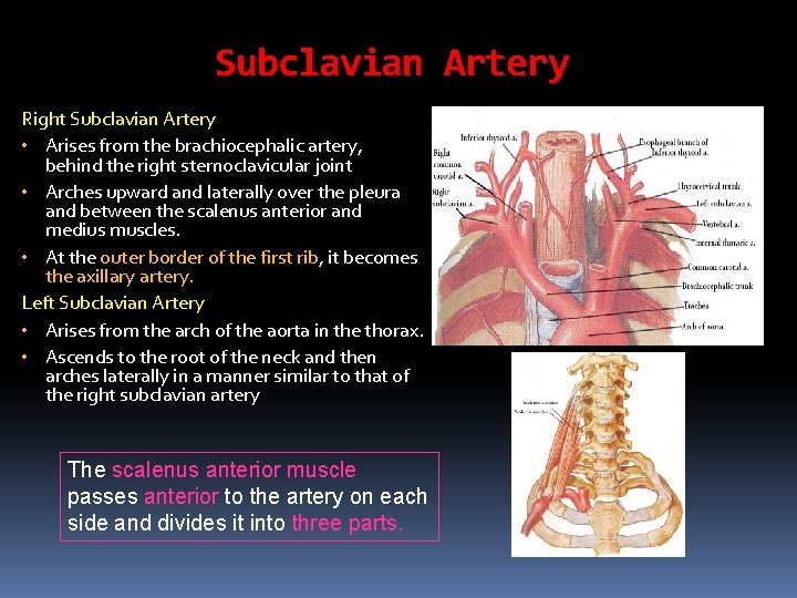 Subclavian Artery Right Subclavian Artery • Arises from the brachiocephalic artery, behind the right