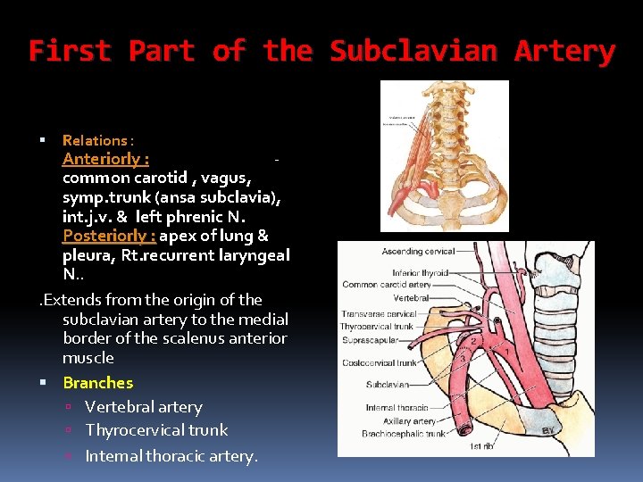 First Part of the Subclavian Artery Relations : Anteriorly : common carotid , vagus,